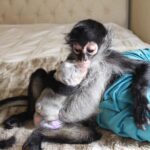 Buy Spider Monkeys Online Nova