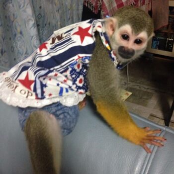 Buy Squirrel Monkeys Online Kona