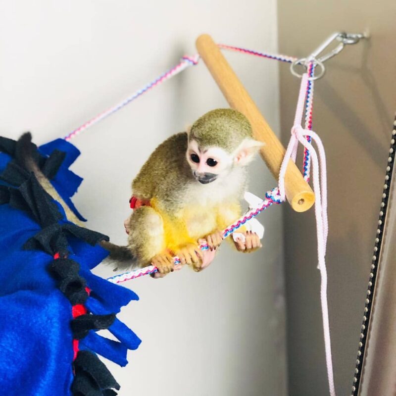 Buy Squirrel Monkeys Online Aris
