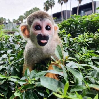Buy Squirrel Monkeys Online Lix