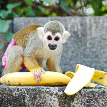 Buy Squirrel Monkeys Online Sam
