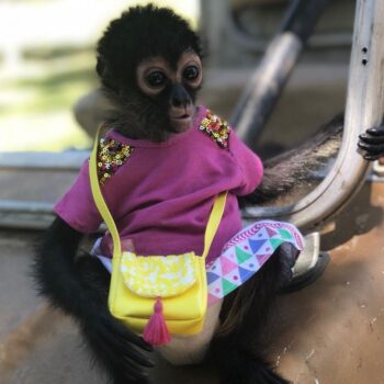 Buy Spider Monkeys Online Sherry