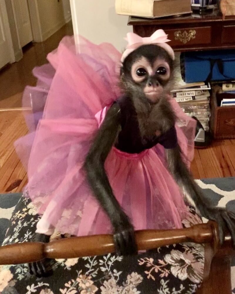 Buy Spider Monkeys Online Sjay