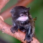 Buy Tamarin Monkeys Online Luna