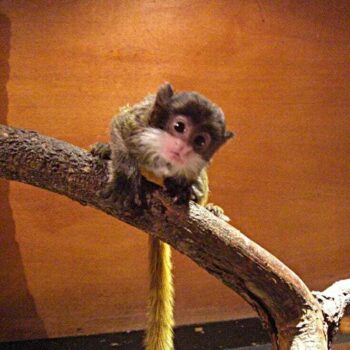 Buy Tamarin Monkeys Online Paris