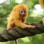 Buy Tamarin Monkeys Online Presi