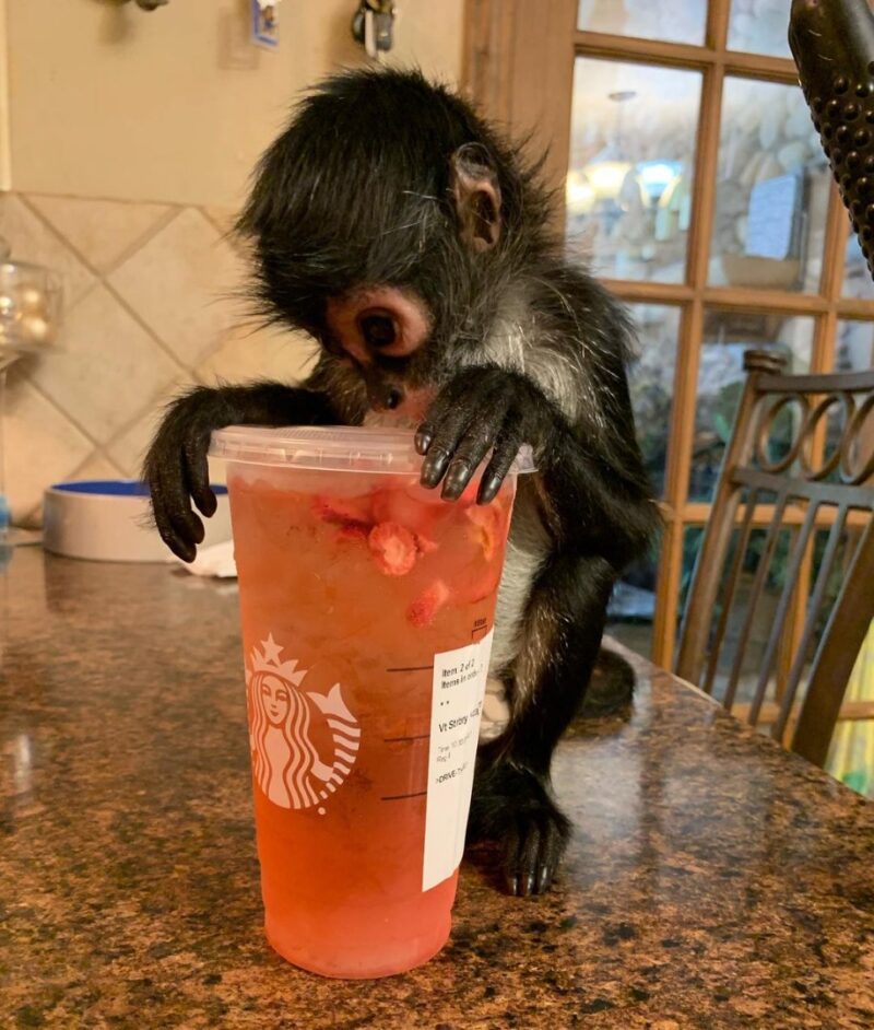 Buy Spider Monkeys Online Randy