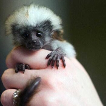 Buy Tamarin Monkeys Online Carl