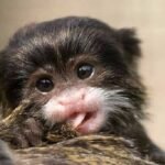 Buy Tamarin Monkeys Online Zori