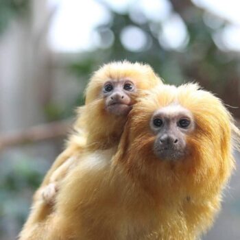 Buy Tamarin Monkeys Online Tina