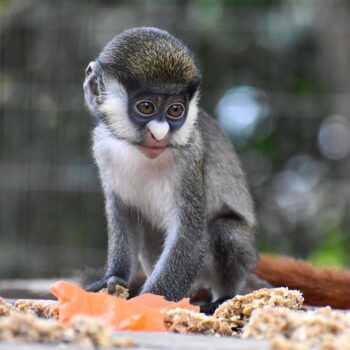 Buy Guenon Monkey For Sale Nana