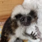 Cali - Cotton Top Tamarin