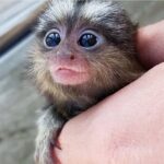 Coraline - Female Marmoset Common