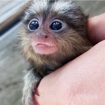 Coraline - Female Marmoset Common