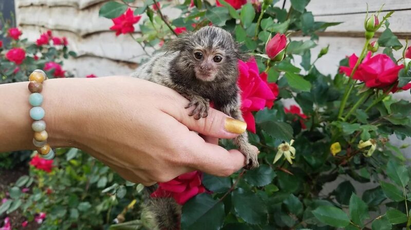 Cutie - Female Marmoset