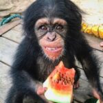 Buy Chimpanzee Monkey For Sale