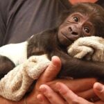 Buy Chimpanzee Monkey For Sale Nexi