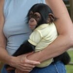 Buy Chimpanzee Monkey For Sale Brenda