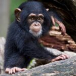 Buy Chimpanzee Monkey For Sale Novi