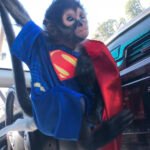 Spider Monkeys for sale