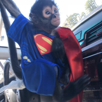 Spider Monkeys for sale
