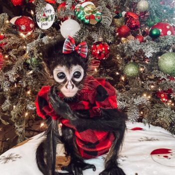 Male Spider Monkey For Sale