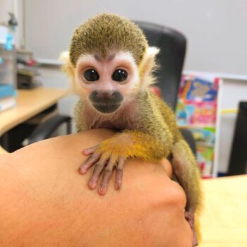 SQUIRREL MONKEY FOR SALE