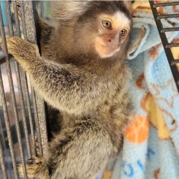 Praline - Juvenile Marmoset Female