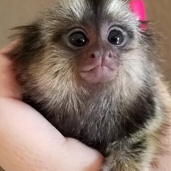Molly - Female Marmoset Common