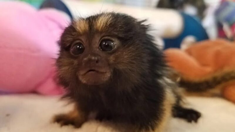 Petrie - Male Marmoset Common - Image 2