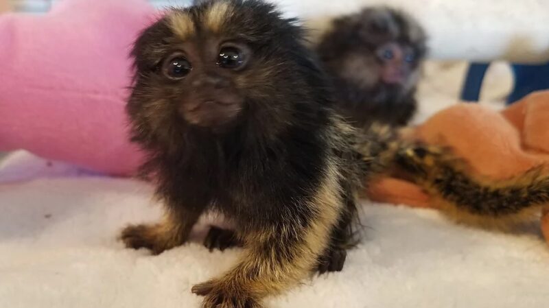 Petrie - Male Marmoset Common - Image 3