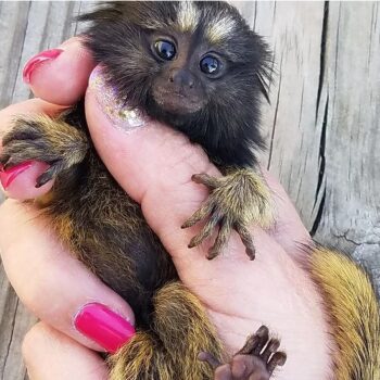Petrie - Male Marmoset Common