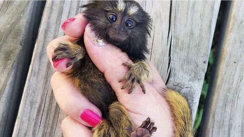 Petrie - Male Marmoset Common