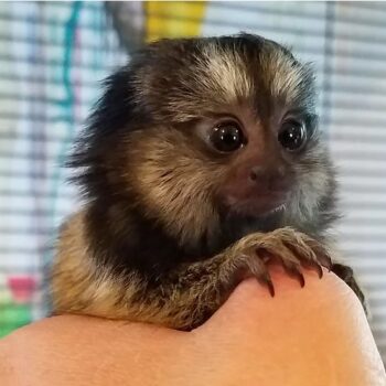 Sasha - Female Marmoset Common