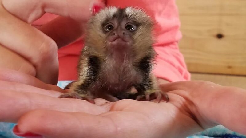 Tanza - Marmoset Male Common