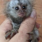 Tokka - Marmoset Male