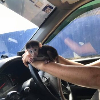 Buy Macaque Monkeys Online Jadi