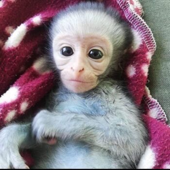 Buy Macaque Monkeys Online Lucy