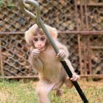 Buy Macaque Monkeys Online Ted