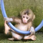 Buy Macaque Monkeys Online Eva