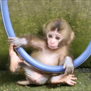 Buy Macaque Monkeys Online Eva