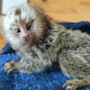 Zoe - Marmoset Female