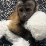 Black Capuchin Monkey for sale