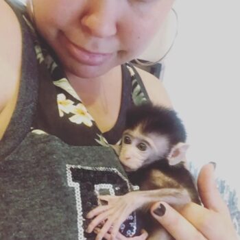 baby Java Macaque monkeys