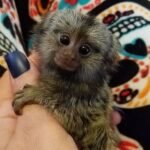 Marmoset Monkey Online