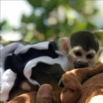 Male Squirrel Monkey