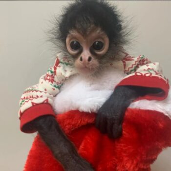 Female Spider Monkey