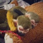 Female Squirrel Monkey for sale
